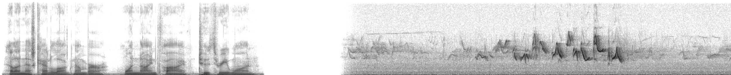 Western Warbling Vireo - ML195231