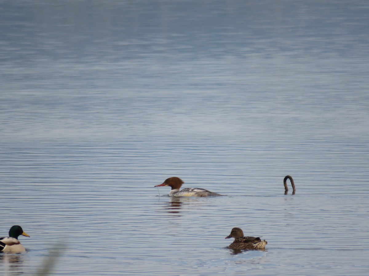 Common Merganser - ML195231071