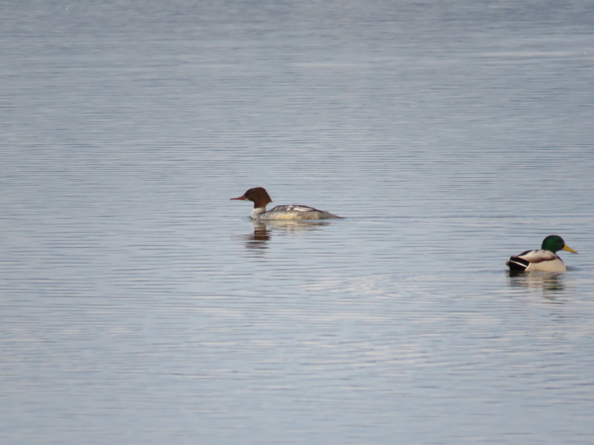 Common Merganser - ML195231151