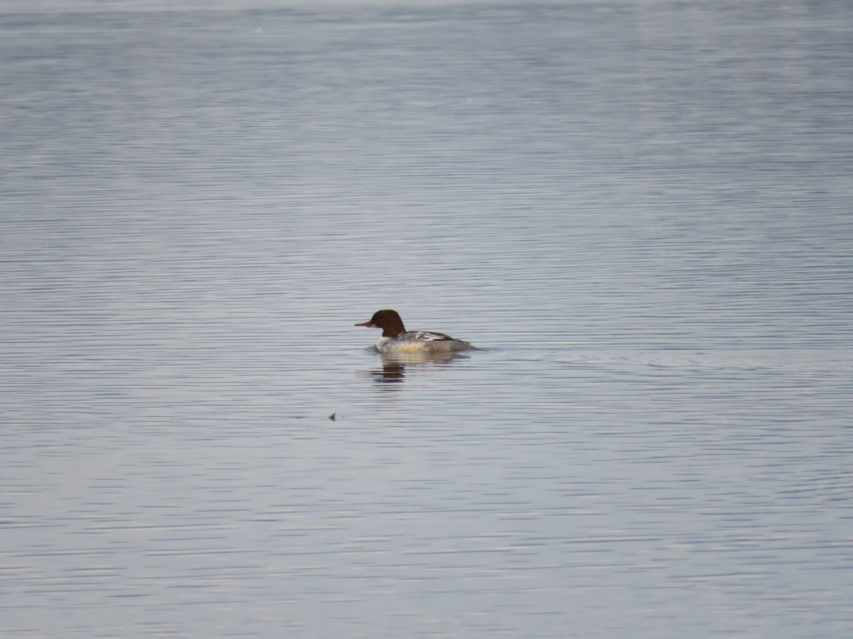 Common Merganser - ML195231231