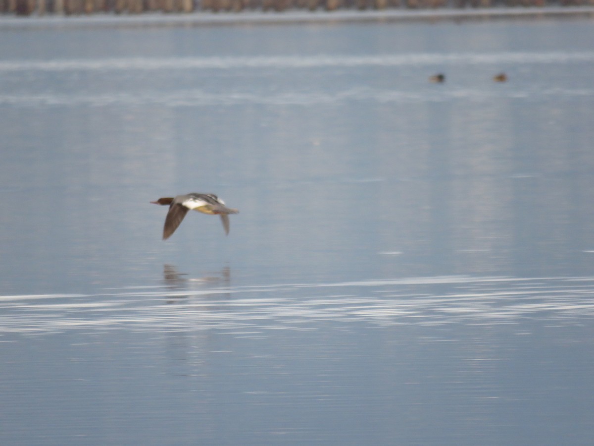 Common Merganser - ML195231251