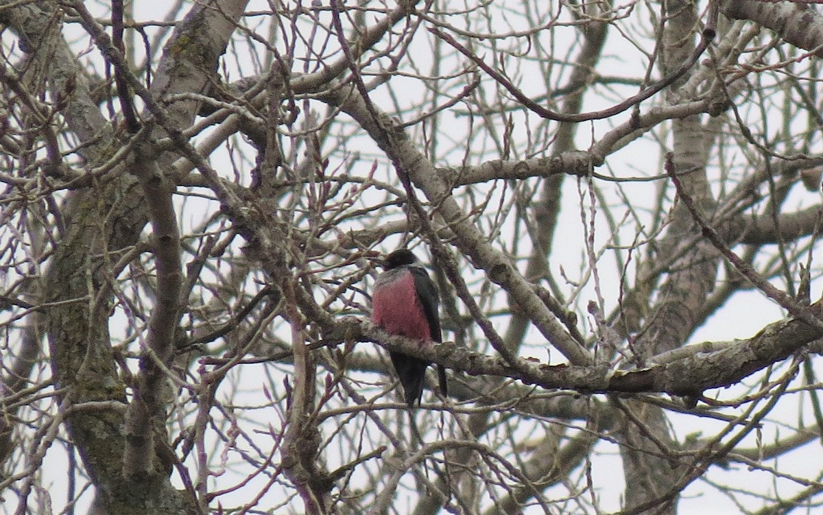 Lewis's Woodpecker - ML195231301