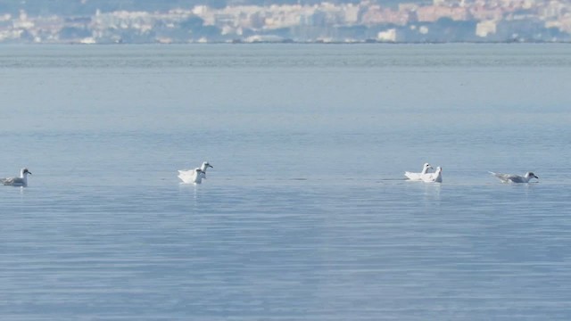 Mouette mélanocéphale - ML195233201