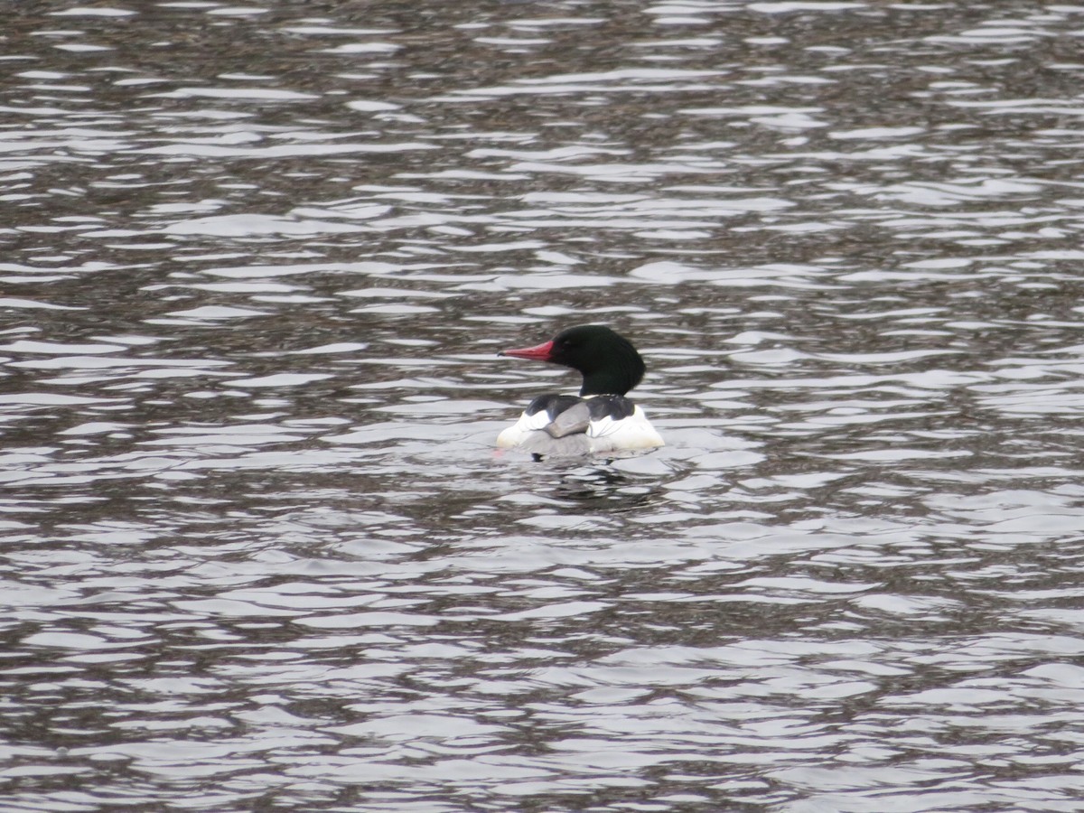 Common Merganser - Deb Caron