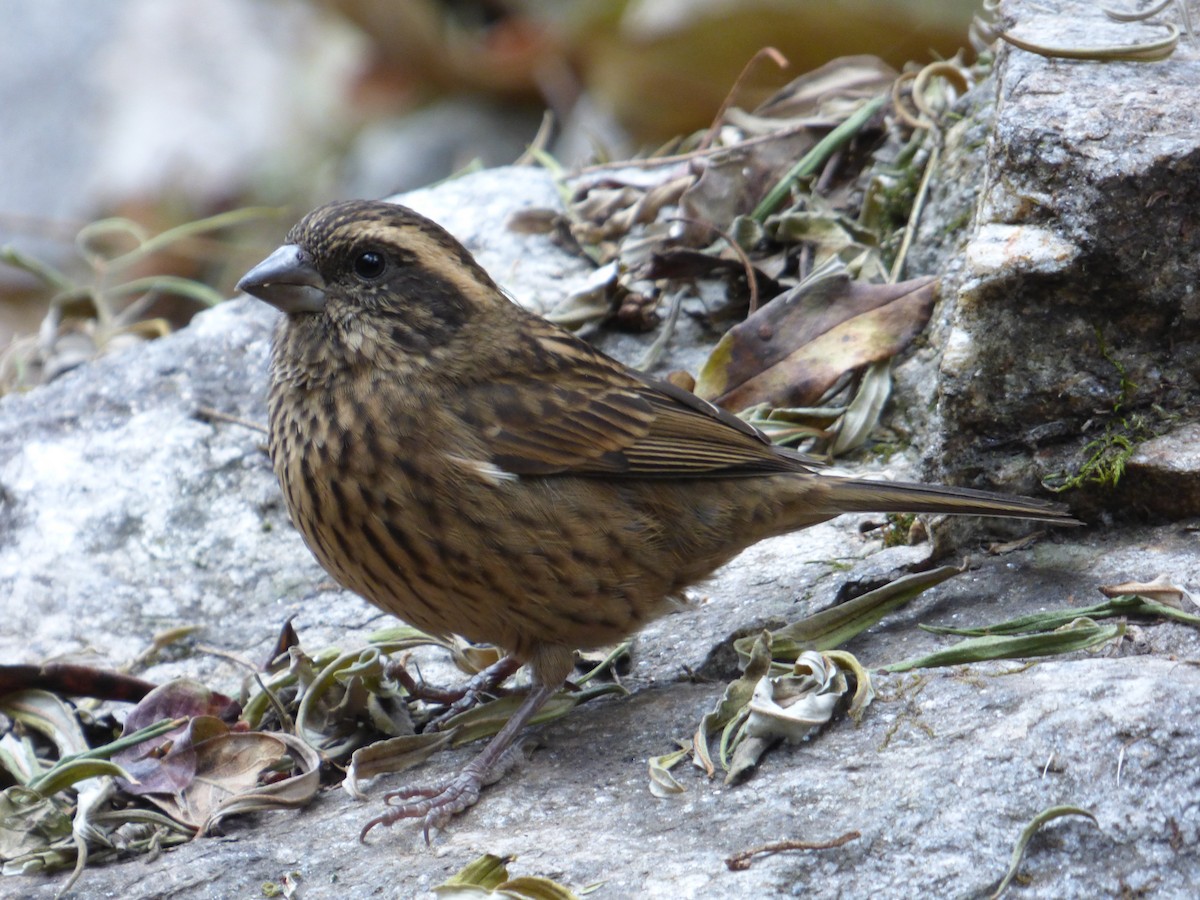 Spot-winged Rosefinch - Philip Crutchley