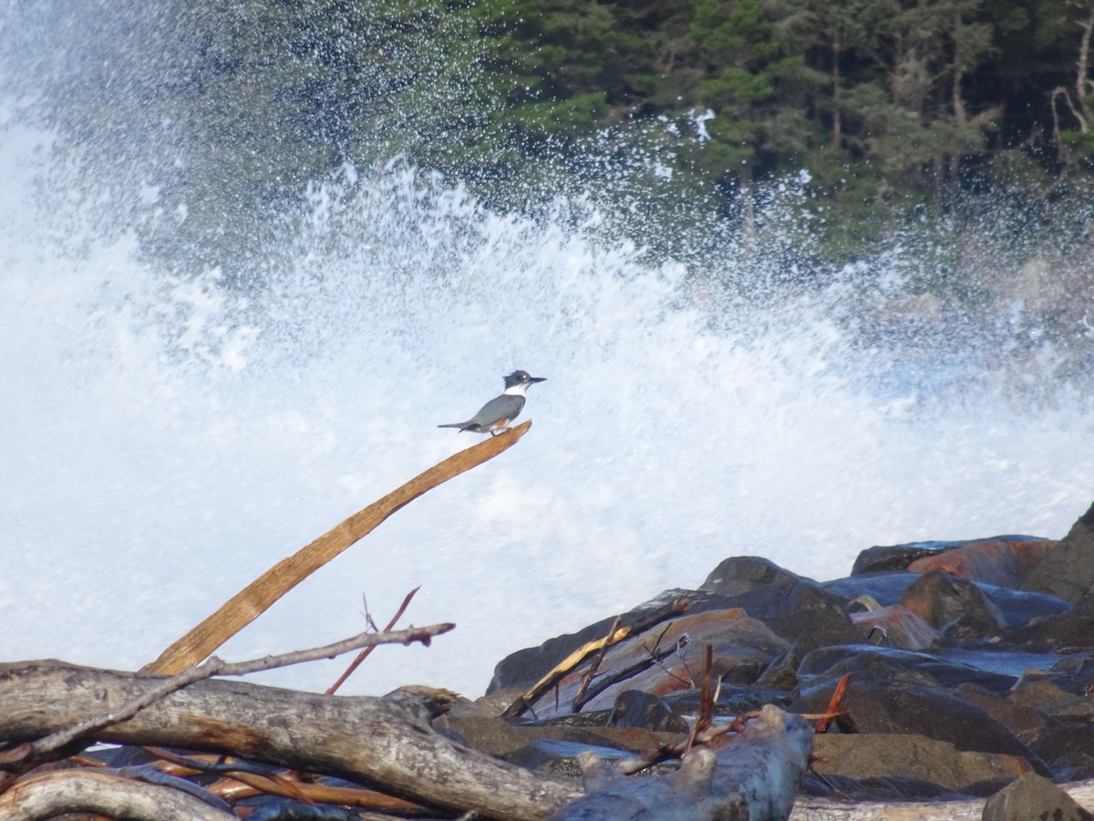 Belted Kingfisher - ML195235421