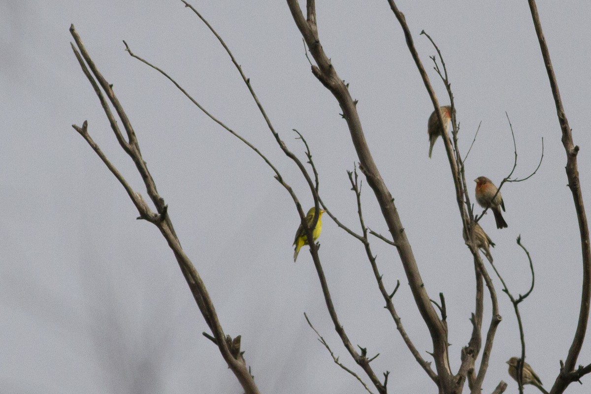 Western Tanager - ML195236201
