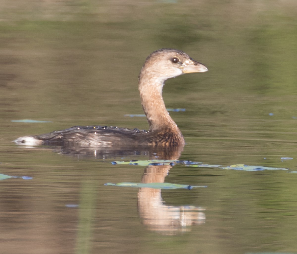 Pied-billed Grebe - ML195236271