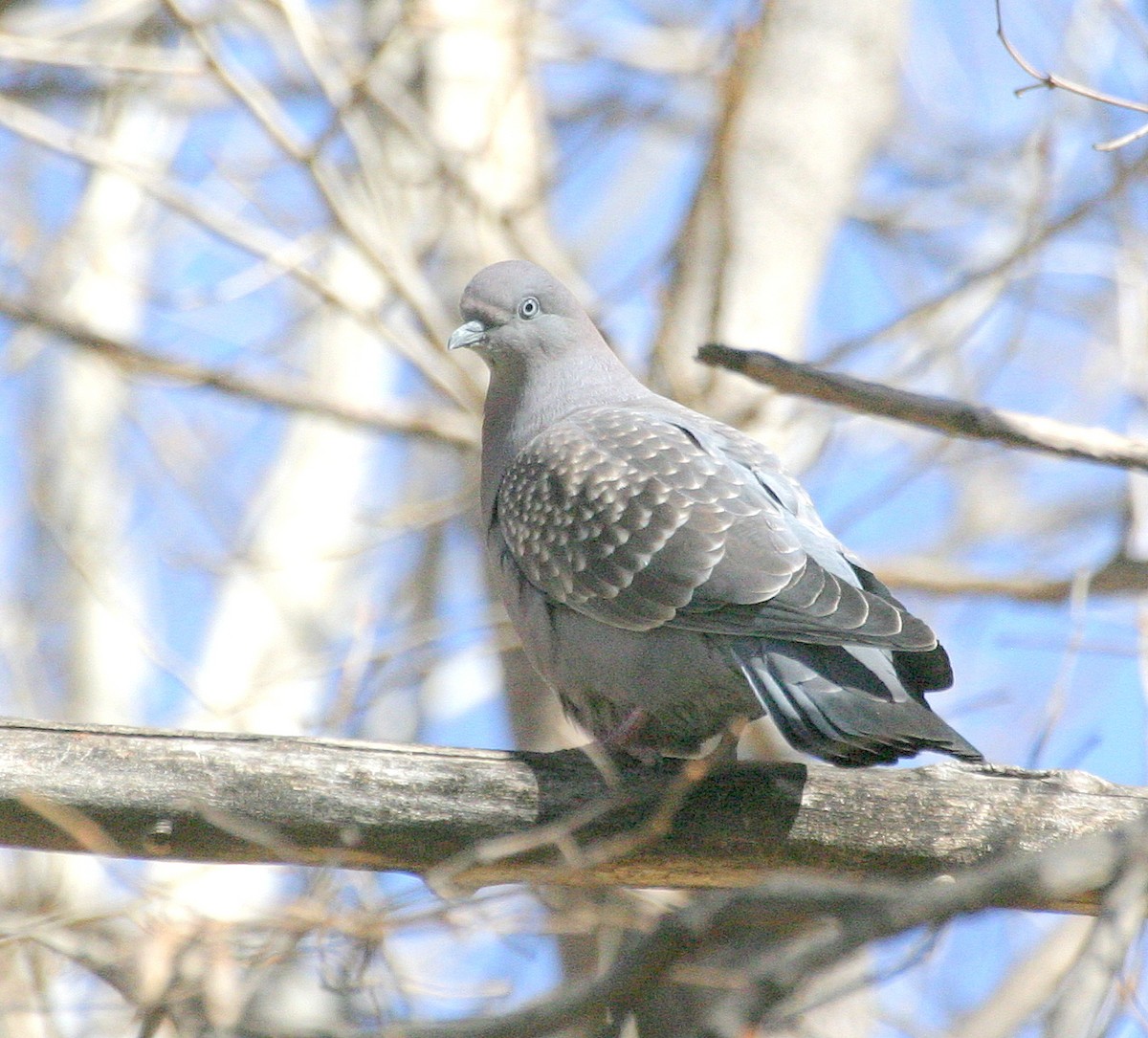 Spot-winged Pigeon - ML195237691