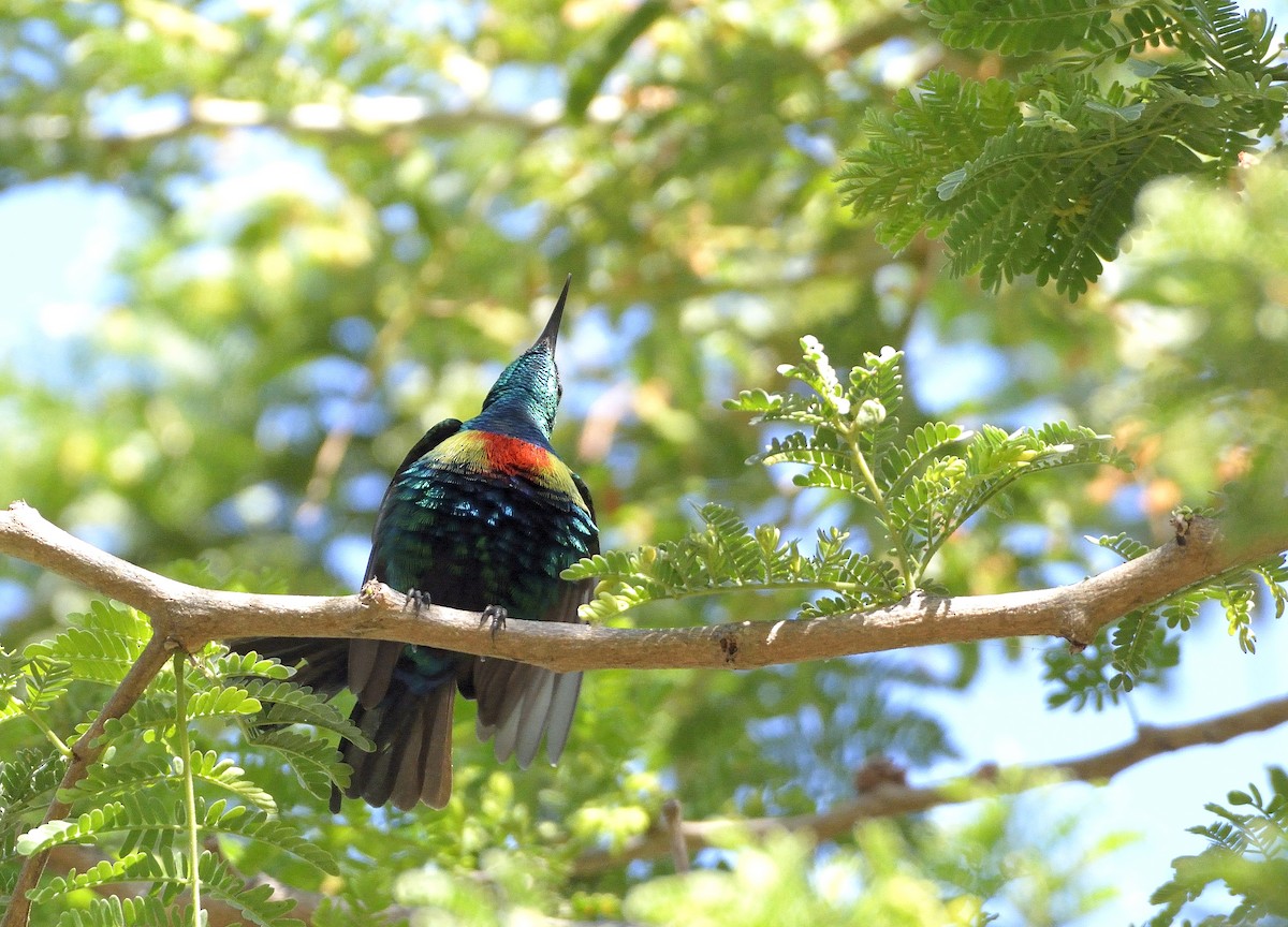 Beautiful Sunbird - Carlos Alberto Ramírez