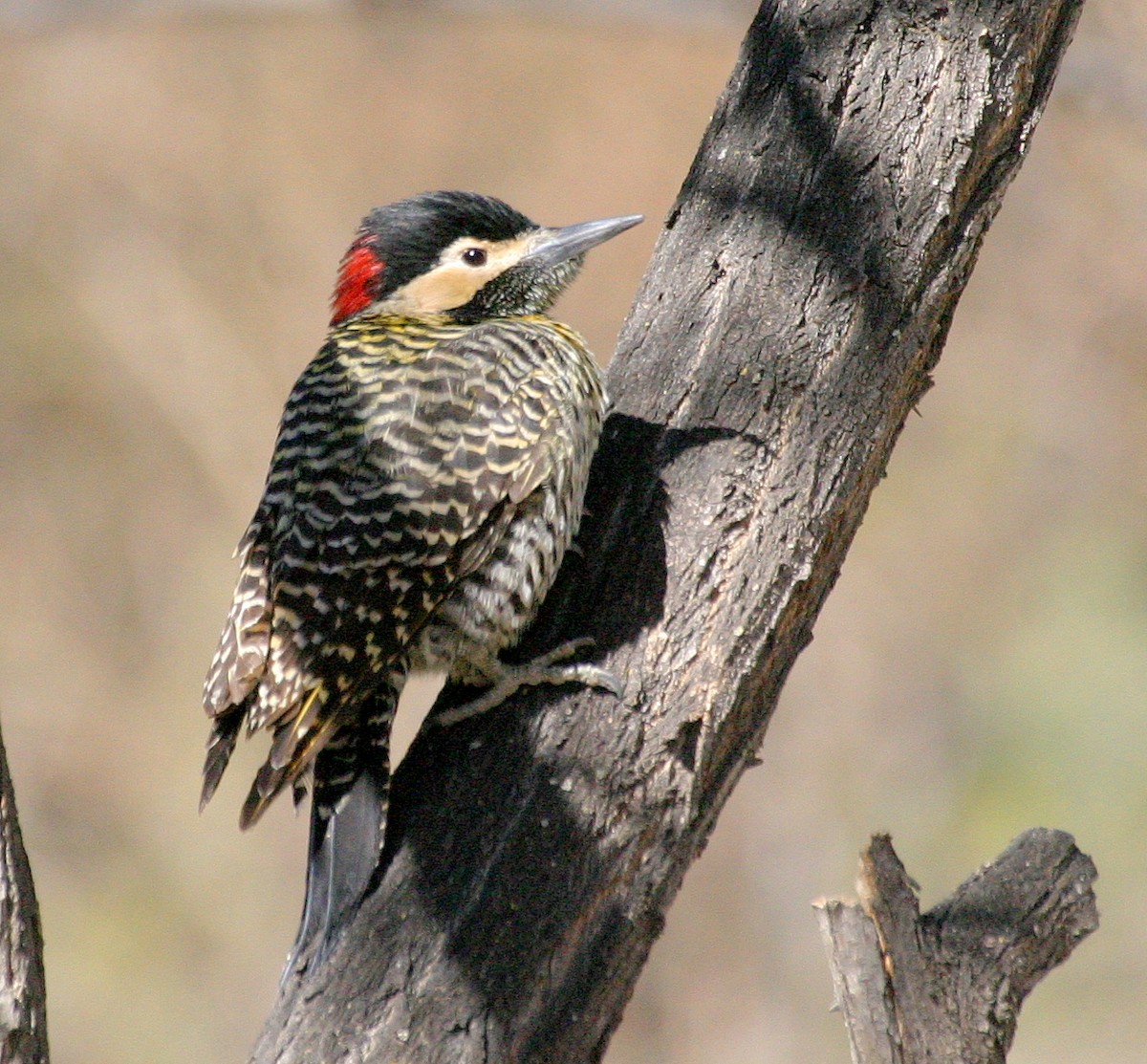 Green-barred Woodpecker (Golden-breasted) - ML195238111