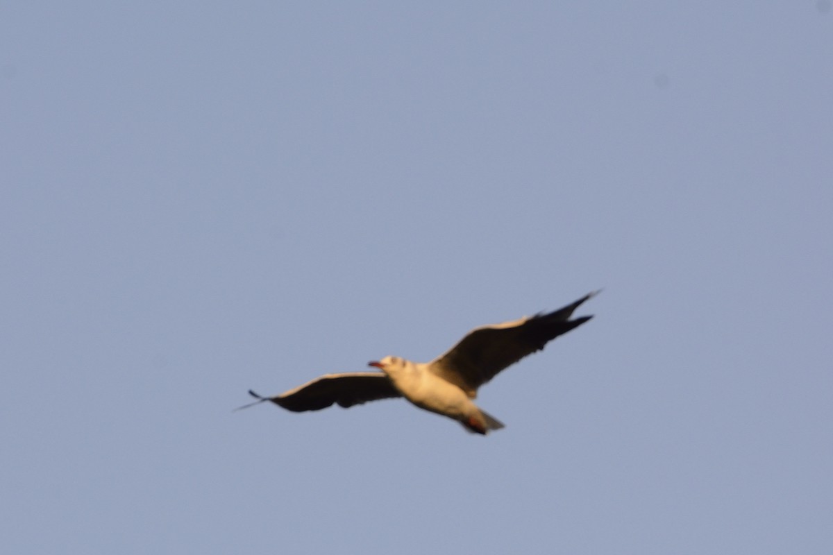 Сероголовая чайка - ML195238841