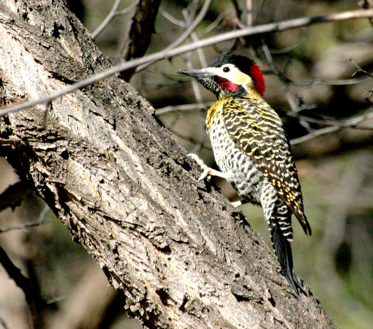 Green-barred Woodpecker (Golden-breasted) - ML195239091