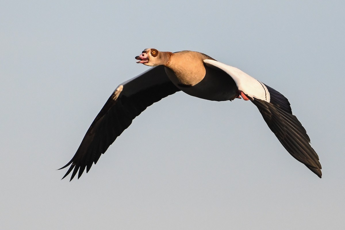 Egyptian Goose - Maryse Neukomm