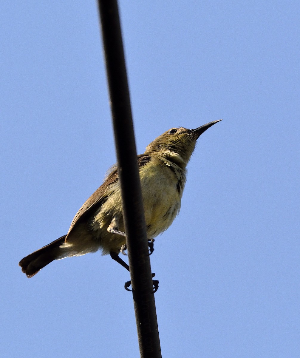 Variable Sunbird - ML195239781