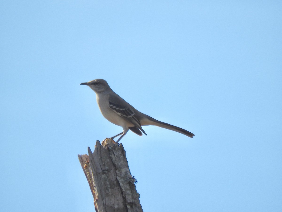 Northern Mockingbird - ML195239981
