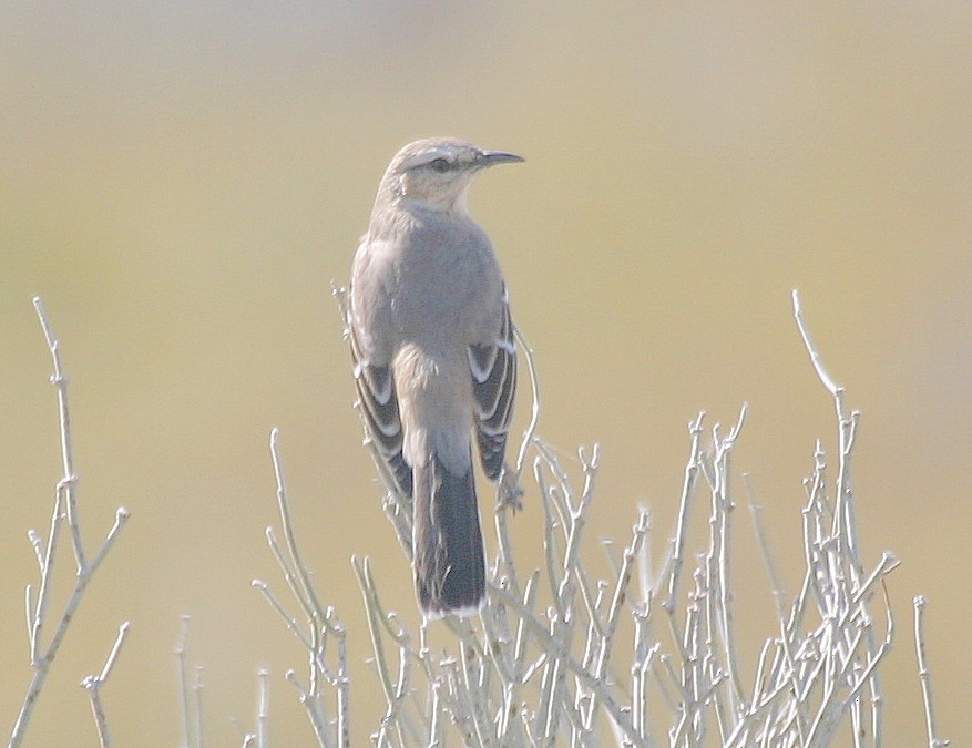 Patagonian Mockingbird - ML195240221