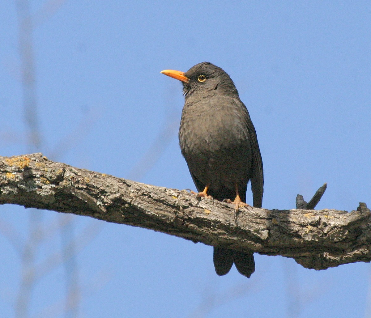 Chiguanco Thrush - ML195241001