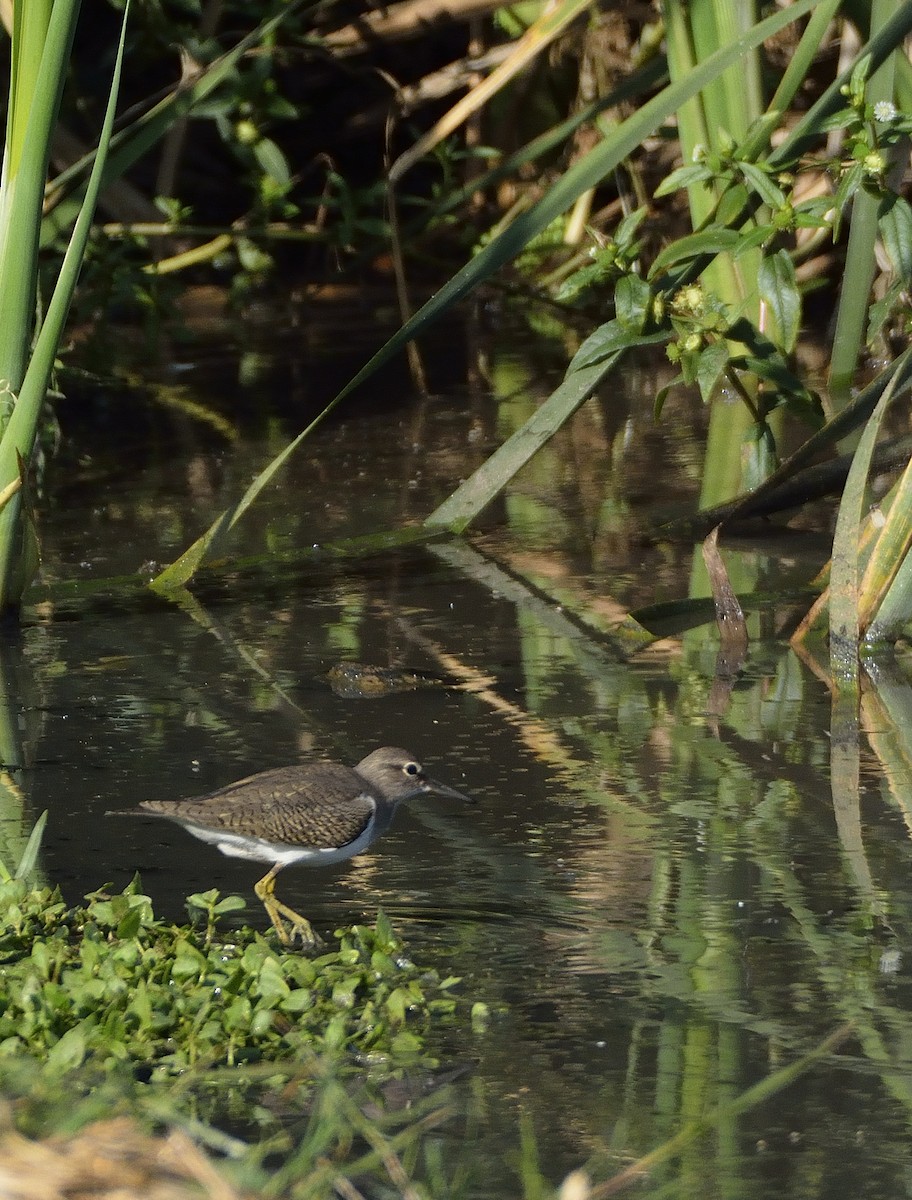 Common Sandpiper - ML195241451