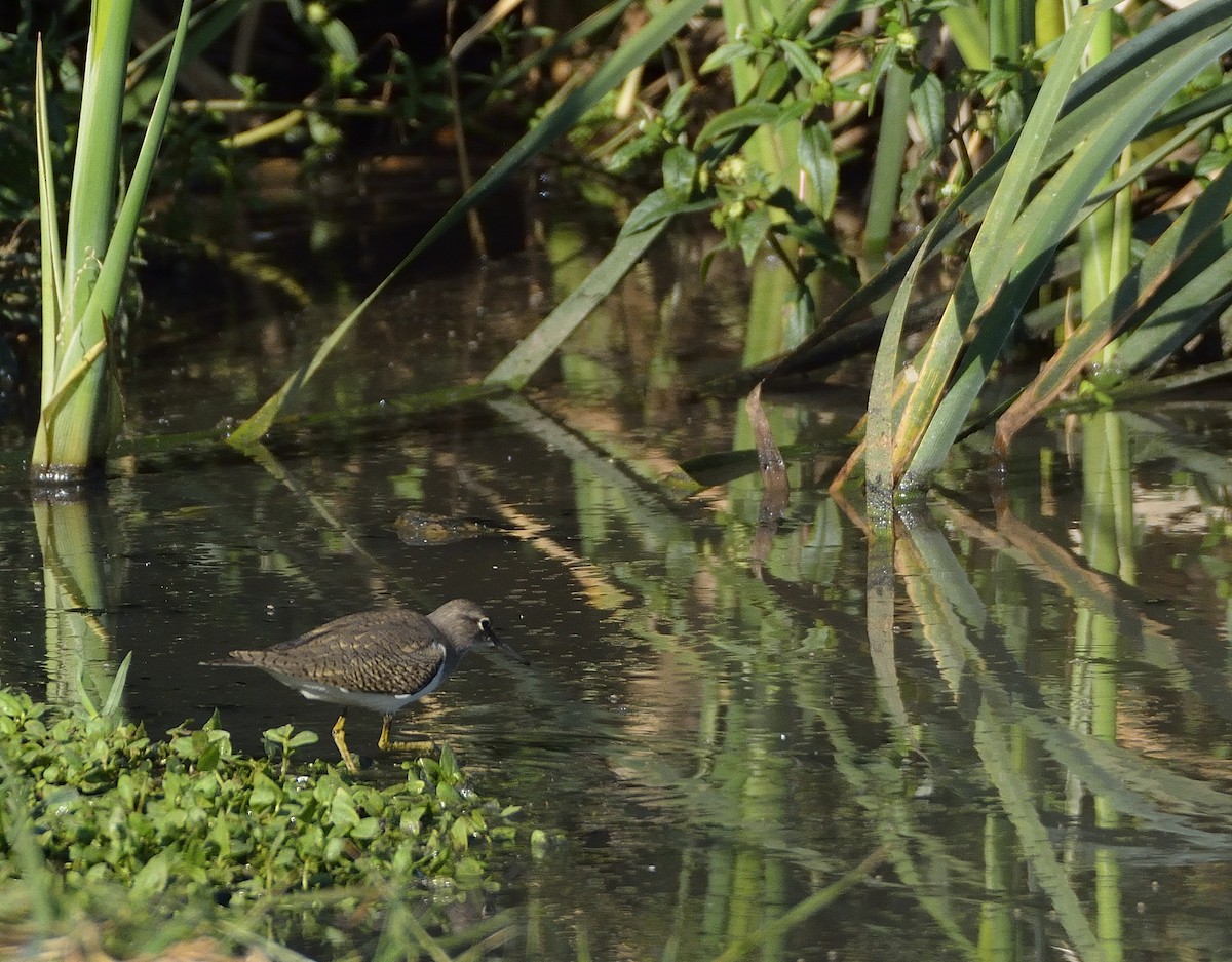 Common Sandpiper - ML195241461