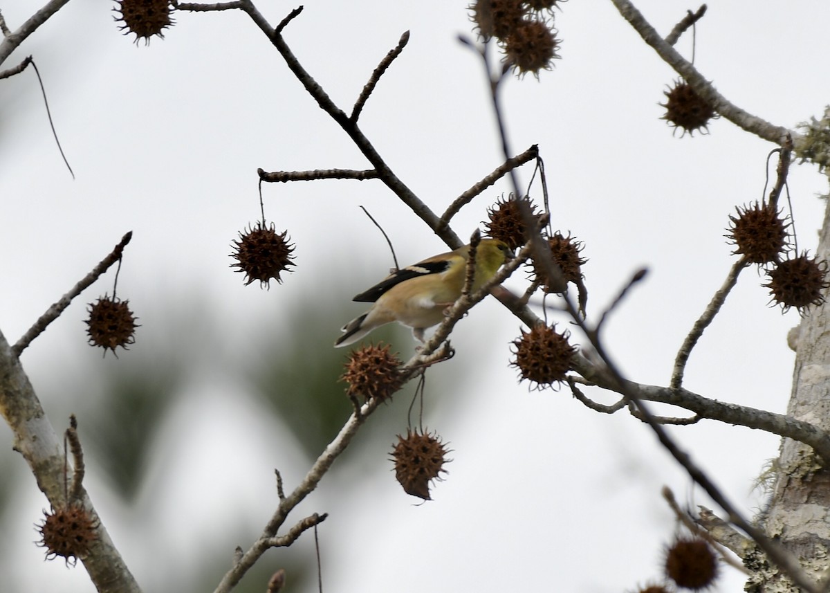 American Goldfinch - ML195241491