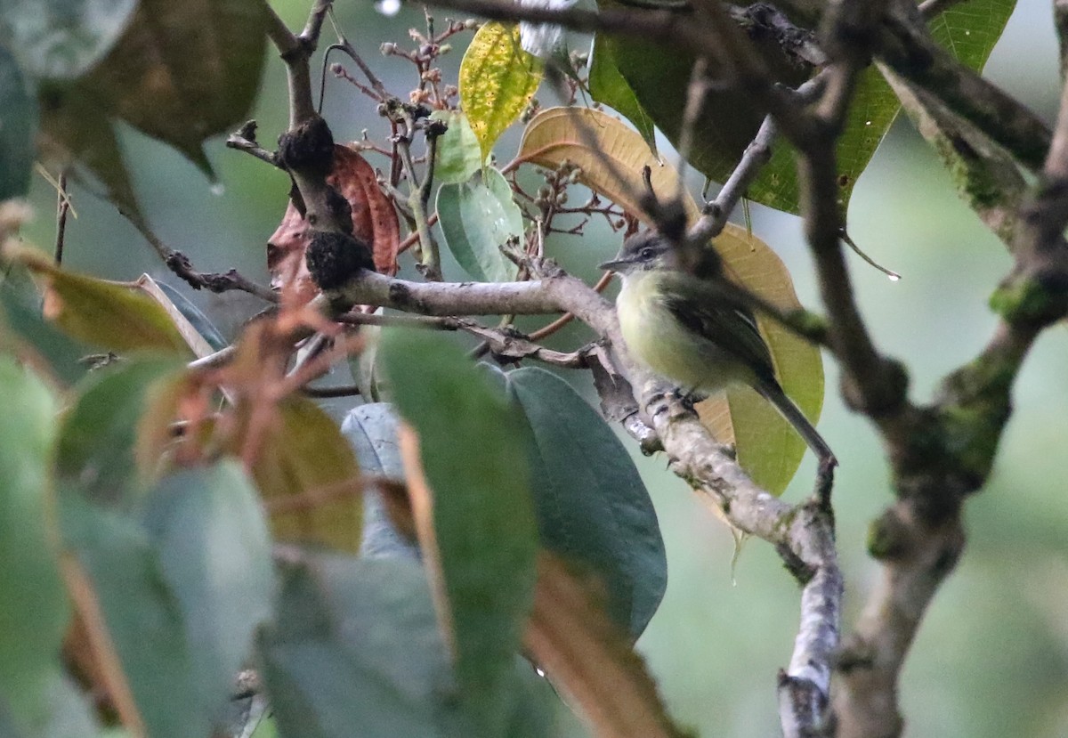 Yellow-olive Flatbill (asemus) - ML195242381