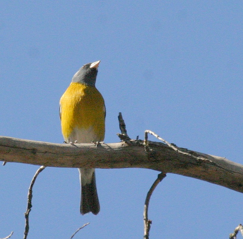 Gray-hooded Sierra Finch - ML195243001