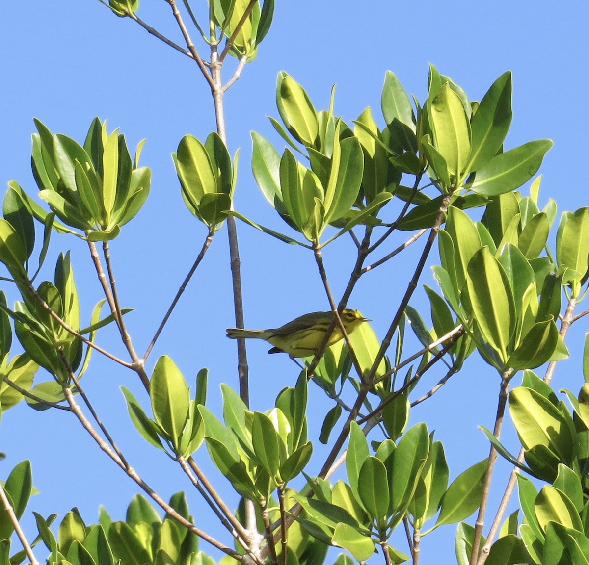 Prairie Warbler - ML195244481