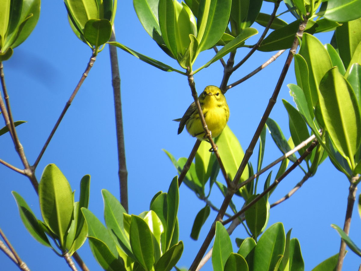 Prairie Warbler - ML195244561