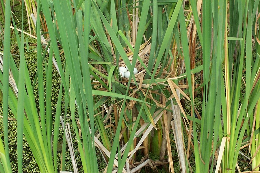 Least Bittern - Sarah Richer