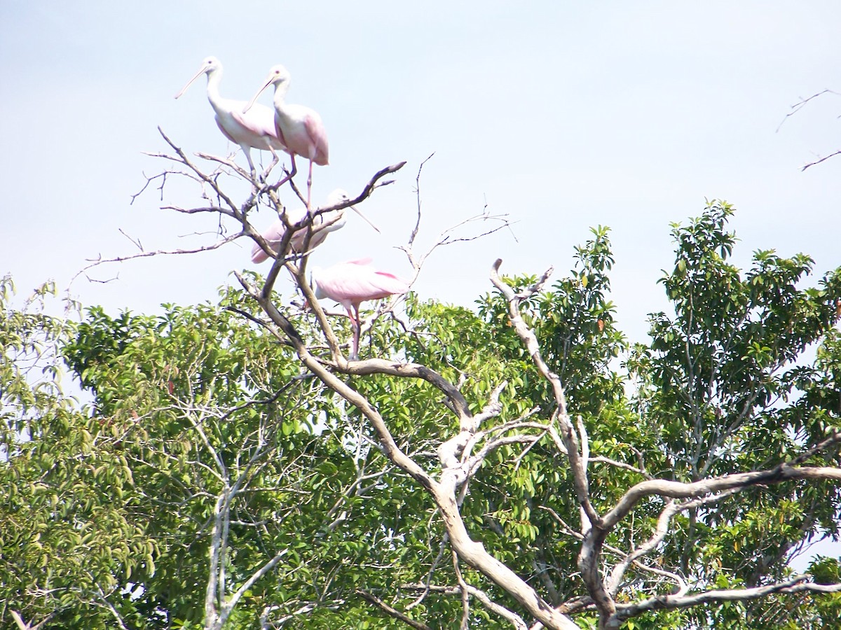 Roseate Spoonbill - Pam Griffin