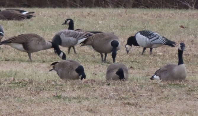 Barnacle Goose - ML195249871