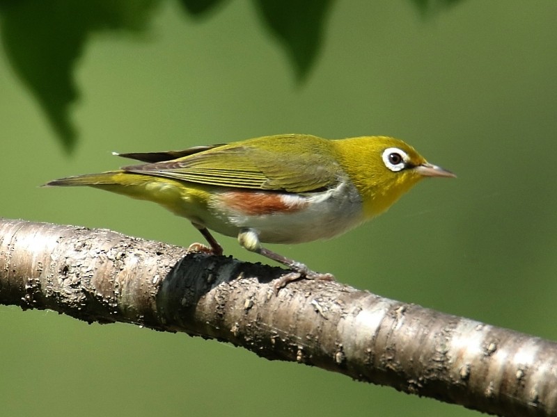 Chestnut-flanked White-eye - ML195250141