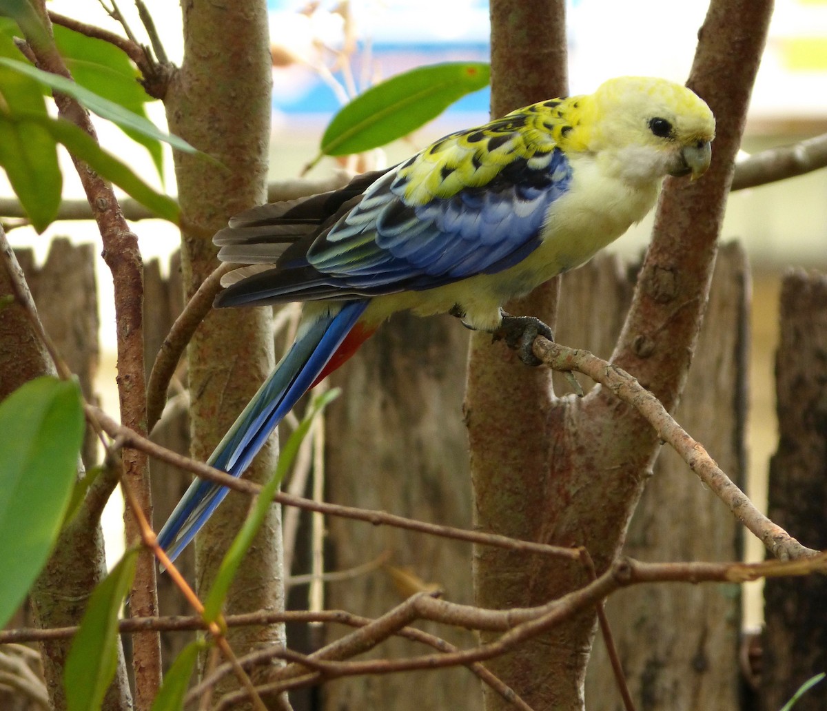 Pale-headed Rosella - ML195250461