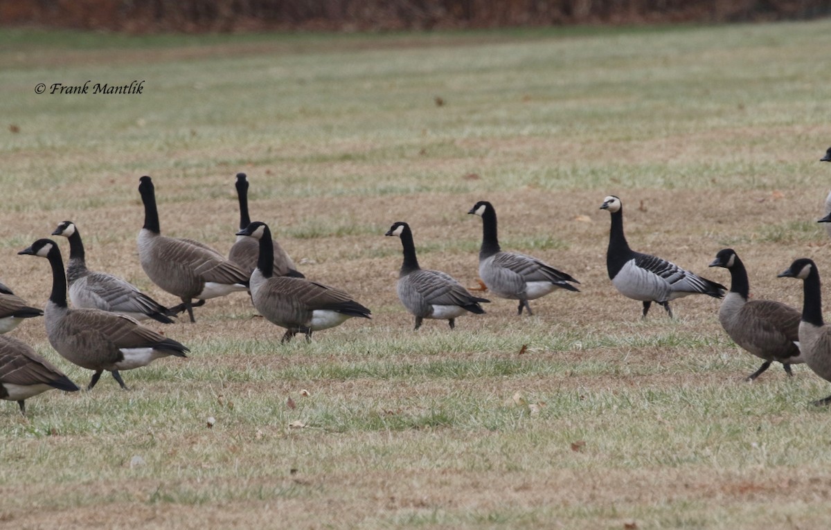 Barnacle Goose - ML195252541