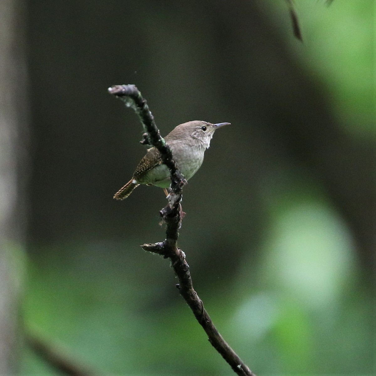 Northern House Wren - ML195252831