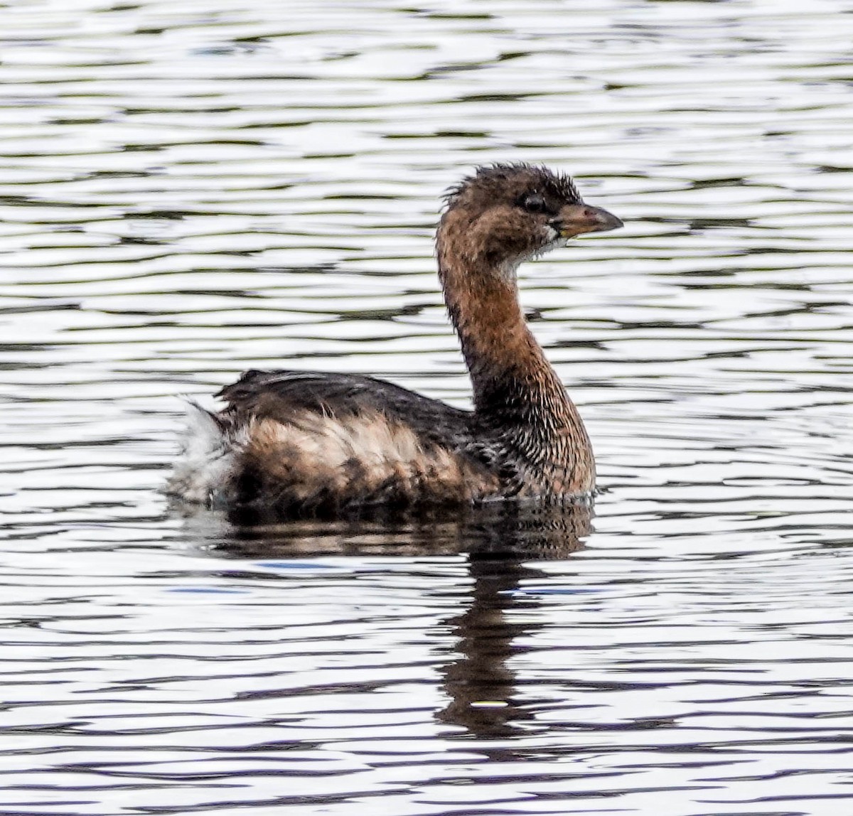 Pied-billed Grebe - Doreen LePage