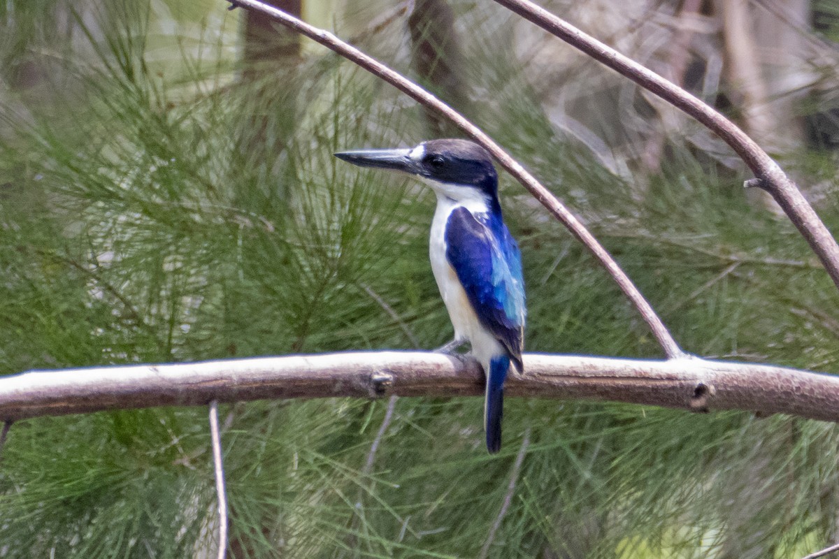 Forest Kingfisher - ML195254981