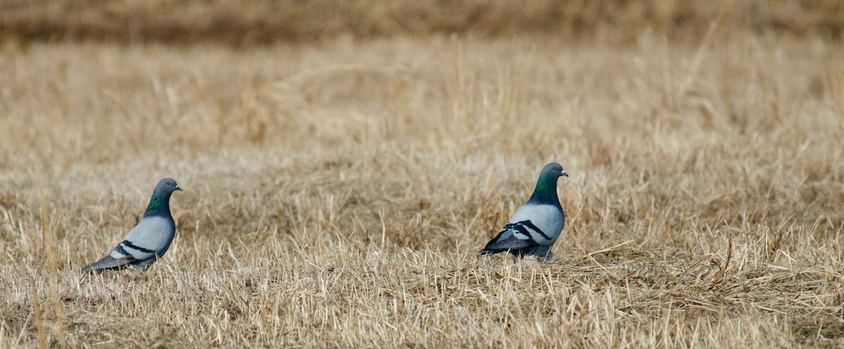 Rock Pigeon (Feral Pigeon) - ML195255571