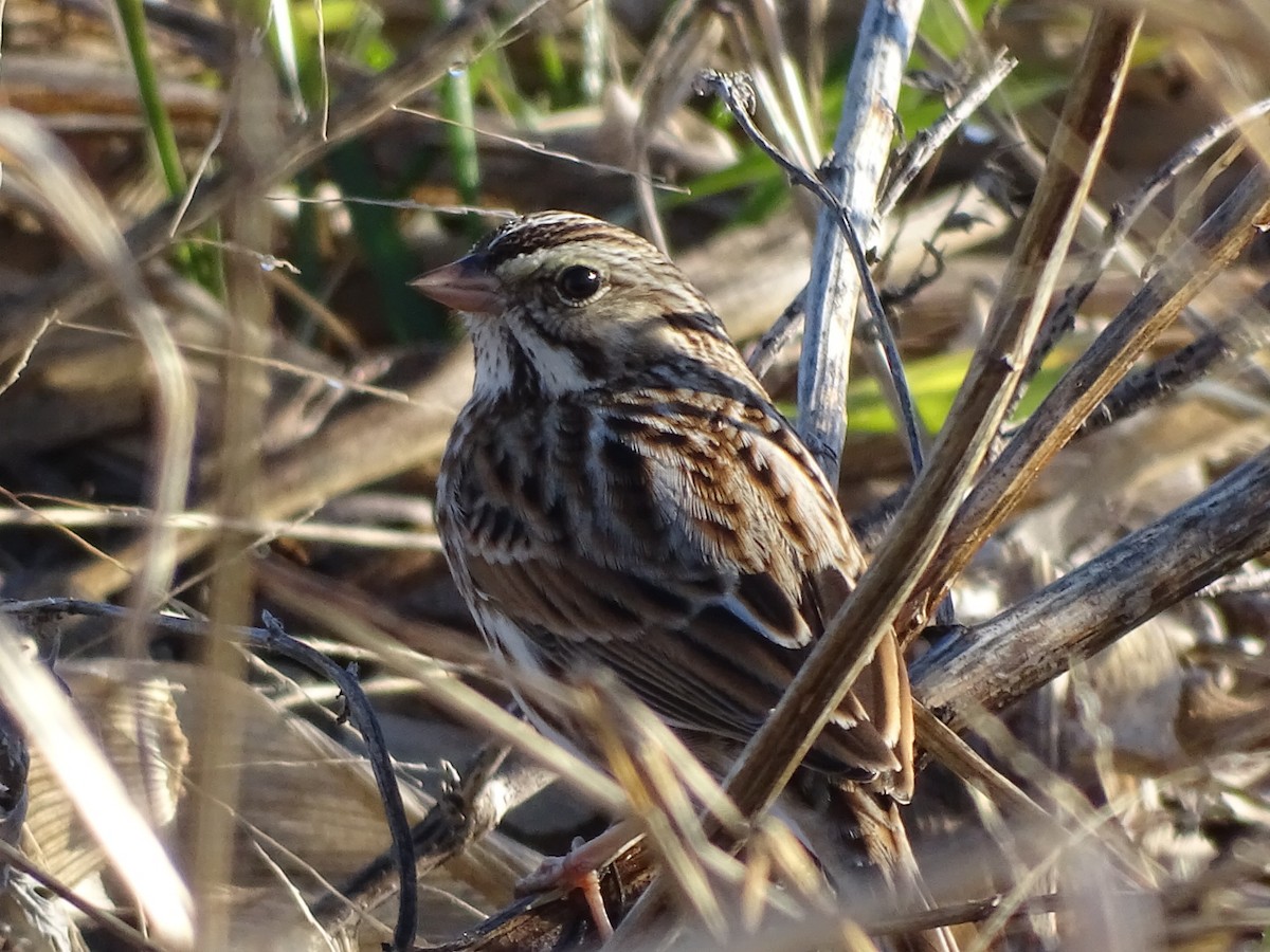 Savannah Sparrow - ML195257551