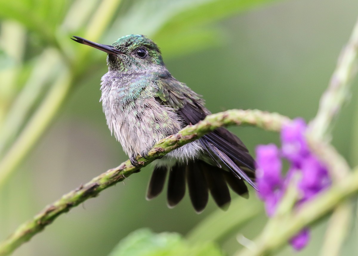 Blue-chested Hummingbird - Chris S. Wood