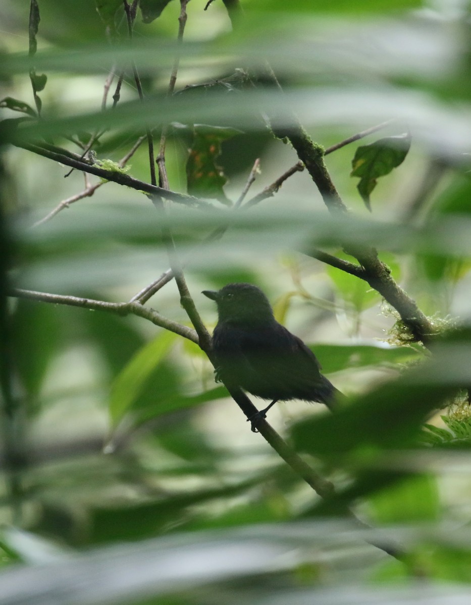 Uniform Antshrike - ML195259361