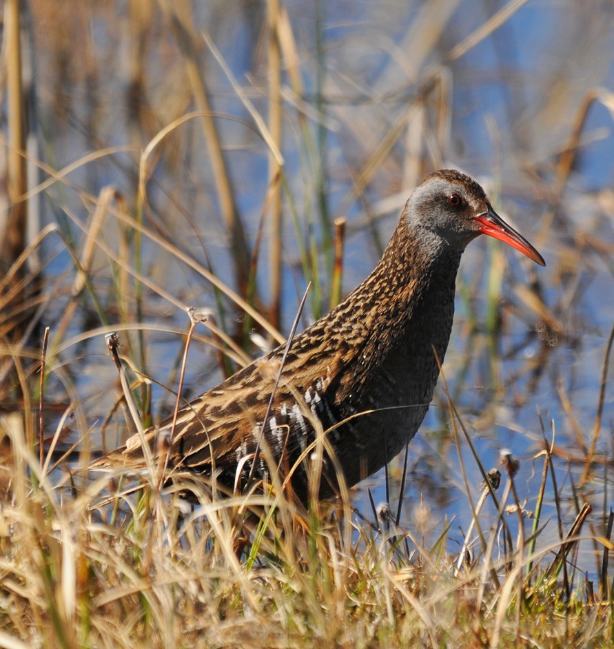 Austral Rail - Ricardo  Matus