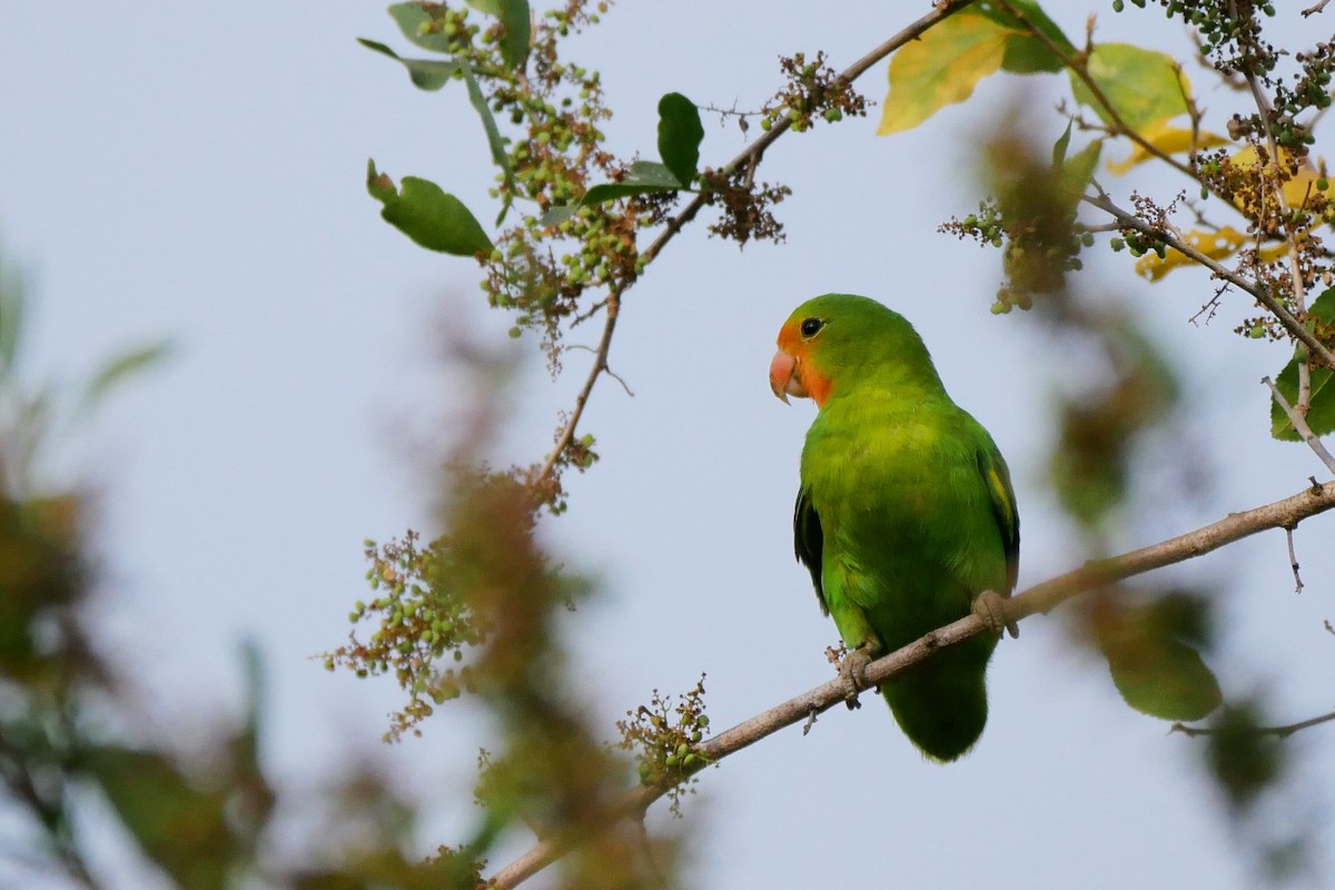 Red-headed Lovebird - ML195260641