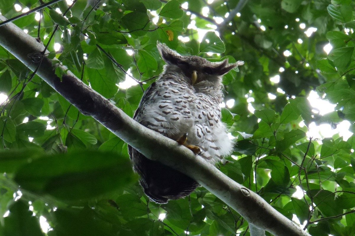 Spot-bellied Eagle-Owl - ML195261631