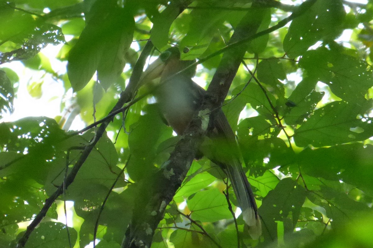 Rusty-cheeked Hornbill - ML195261671