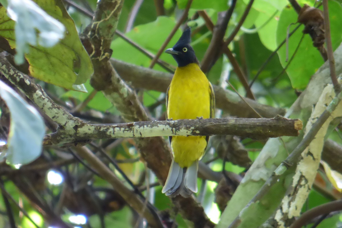 Black-crested Bulbul - ML195261741