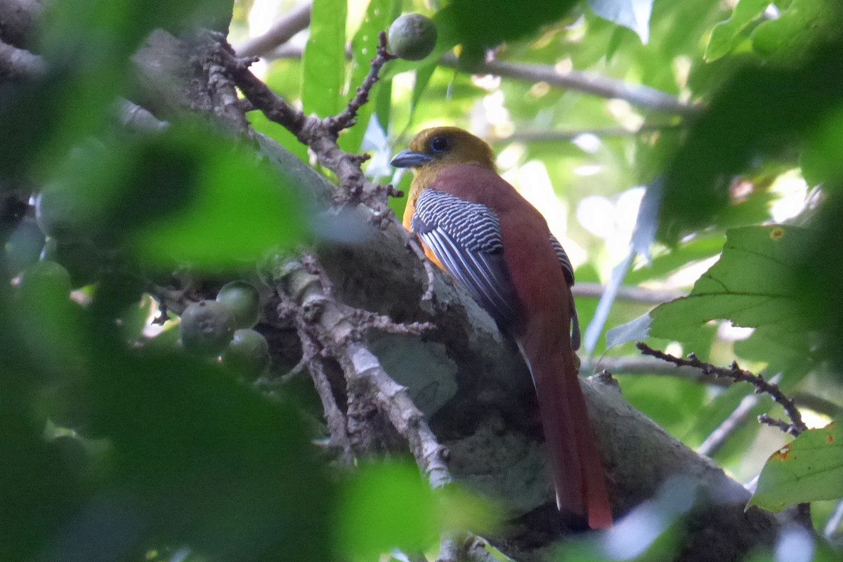 Orange-breasted Trogon - ML195261831