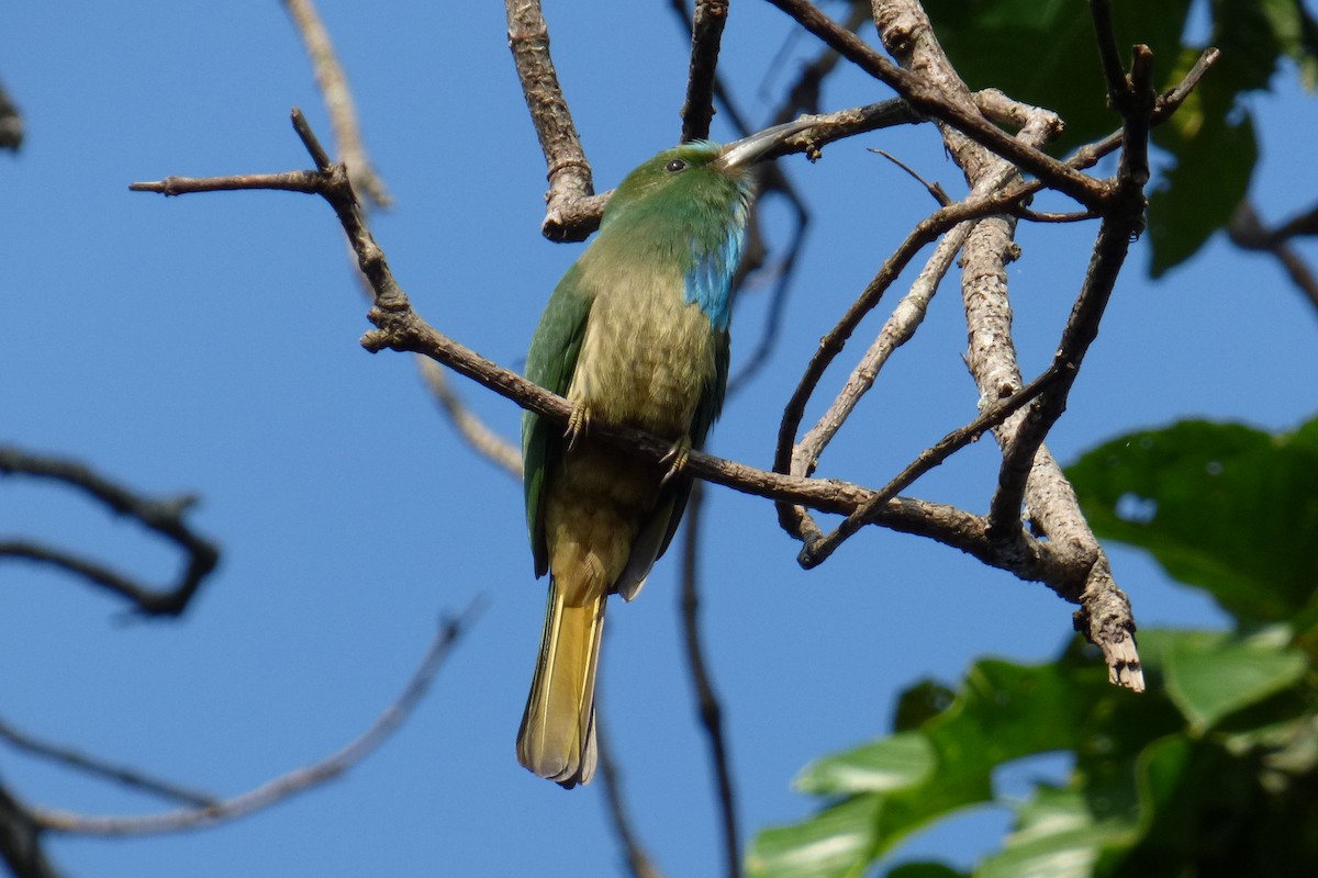 Blue-bearded Bee-eater - ML195262311