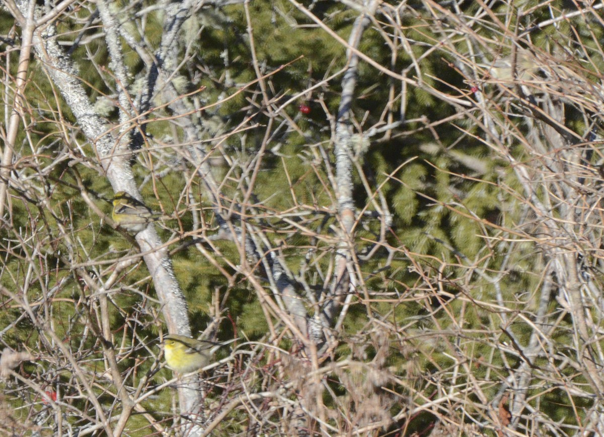 Pine Warbler - ML195263901